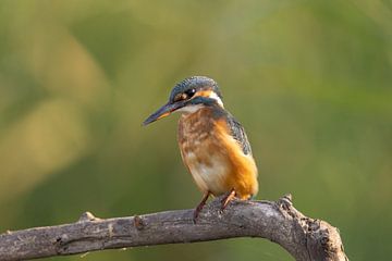 Kingfisher, Alcedo atthis by Gert Hilbink