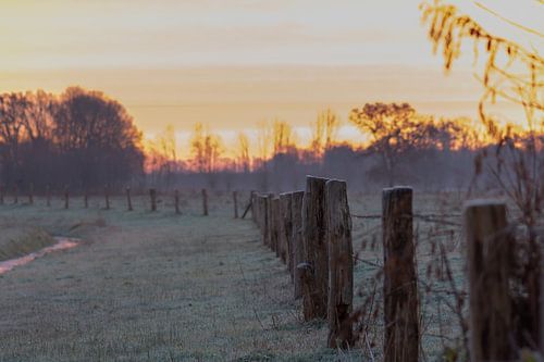 poles in the cold landscape