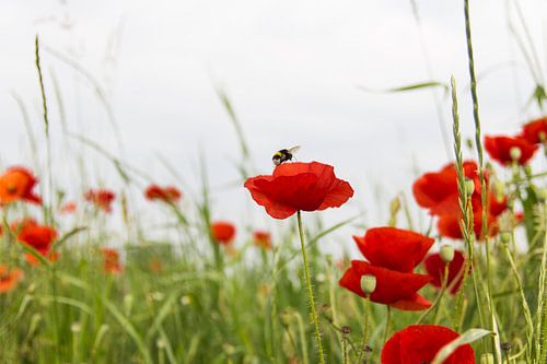 Klaproos krijgt bezoek