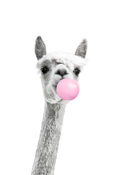 Bubblegum Alpaca
