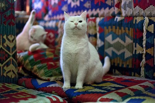 Pubcats loungebar, Amsterdam