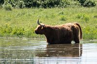 Scottish Highlanders
