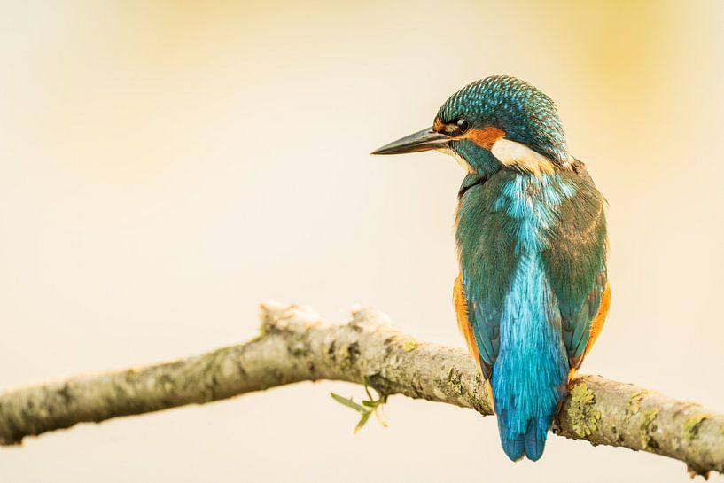 Martin-pêcheur sur une branche par Gianni Argese