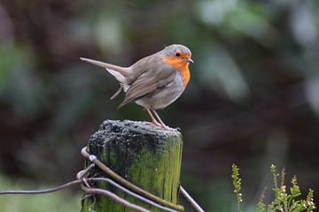 Redbreast on wooden pole by Kim de Been