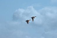 Enten insynchron. von Foto Studio Labie Miniaturansicht