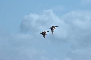 Ducks insync.