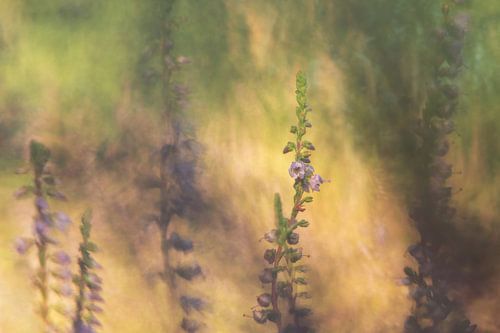 Blühende Heidelandschaft im Morgenlicht