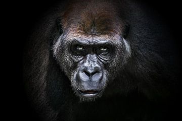 Portret  van een gorilla  - Alpha Male (3:2) van Chihong