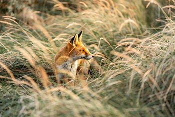 Fox in golden light