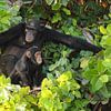 Chimpansees of Baboon Island van Anouk van Schip - Global Adventures
