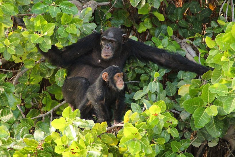 Chimpansees of Baboon Island par Anouk van Schip - Global Adventures