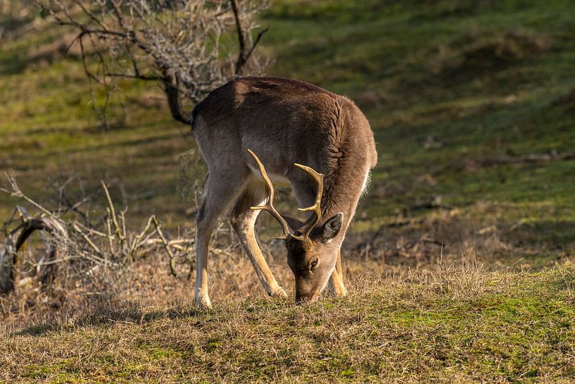 Sika deer in morning light by Harry Punter