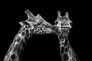 Romantische Giraffen in Schwarz und Weiß