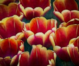 Tulips by WTCHCRFT Images