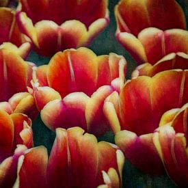 Tulips by WTCHCRFT Images