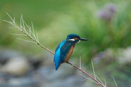 IJsvogel von Elise Daanen
