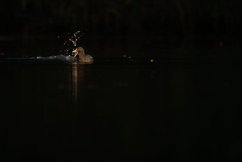 Meerkoet in het spotlicht