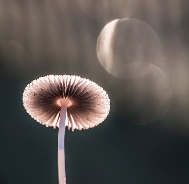 Champignons par Guido Rooseleer