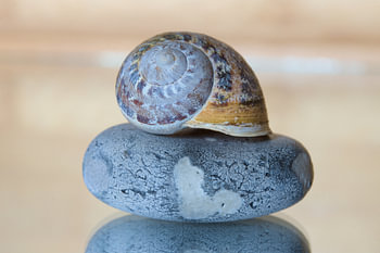 Zen snail shell on a stone with a white heart