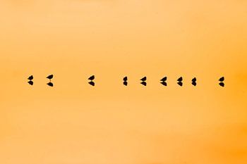 Symphonie auf dem Wasser - Vögel mit Spiegelungen bei Sonnenuntergang