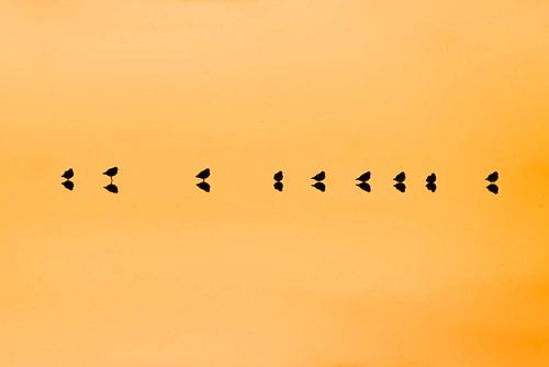 Symfonie op het Water Vogels met Weerspiegeling bij Zonsondergang