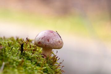 Mushroom on moss by Antoine Deleij