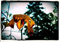 colours of autumn