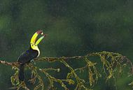 Zwavelborsttoekan fruit etend in het regenwoud von AGAMI Photo Agency Miniaturansicht