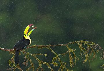 Zwavelborsttoekan fruit etend in het regenwoud