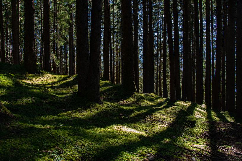 Moosbedeckter Waldboden bei Sonnenschein von David Esser