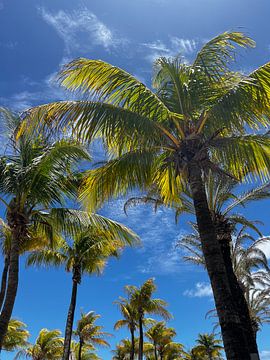 Palmbomen Curaçao van Fabienne Bonten