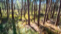 Ulvenhouts bos