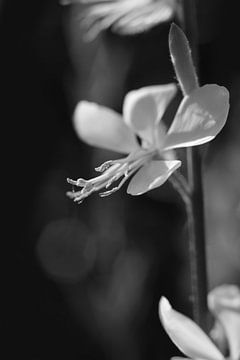 Schöne weiße Prachtkerze-Blüte von Imladris Images