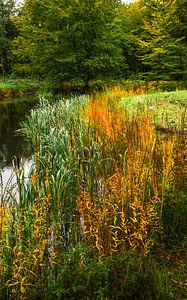 Bos in de herfst van Dirk van Egmond