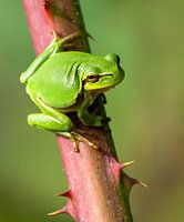 Endangered tree frog on bramble.