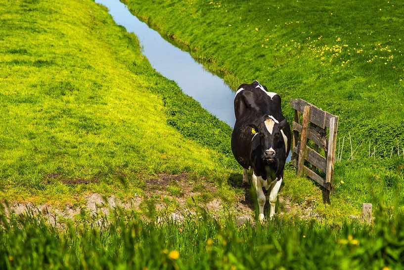 Koe in puur hollands weiland by Sjoerd Tullenaar