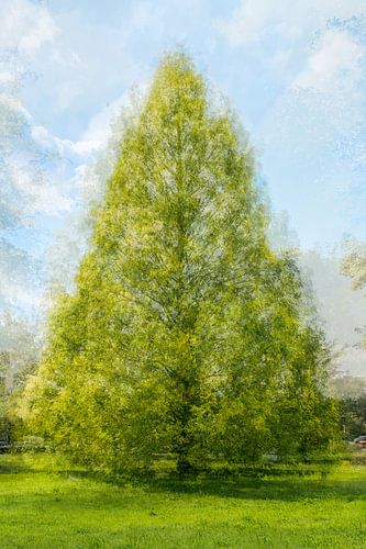 RondOm Esdoorn. Mooi op acryl of als ArtFrame