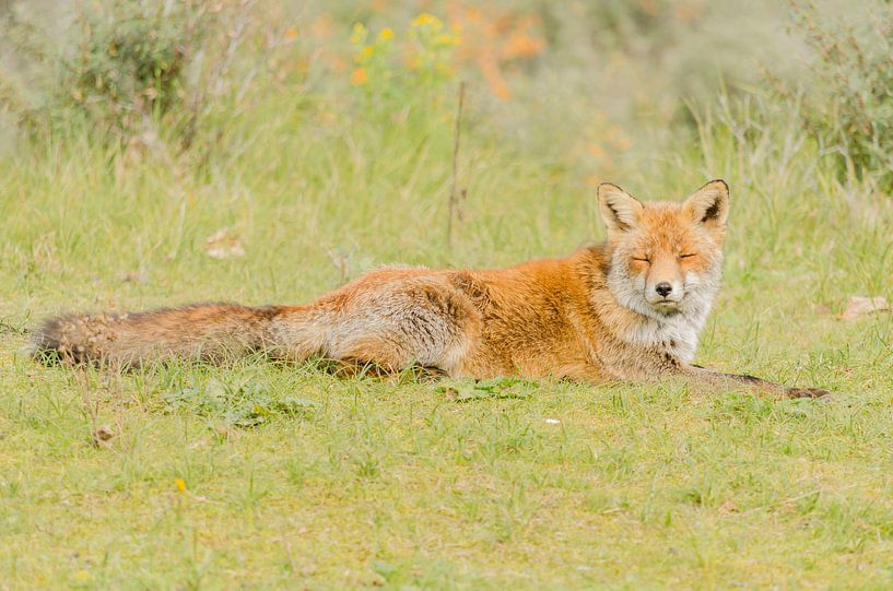 Fox rests by Ans Bastiaanssen