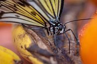 Close up vlinder op een blad van Ron Jobing thumbnail
