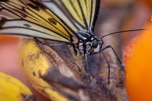 Nahaufnahme Schmetterling auf einem Blatt