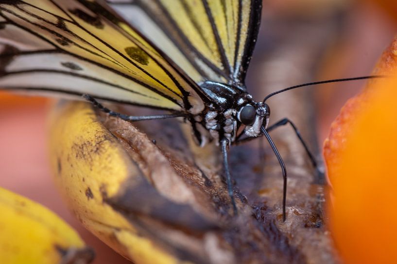 Close up vlinder op een blad van Ron Jobing