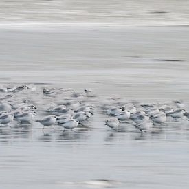 Rennende vogeltjes op het strand van Bep van Pelt- Verkuil