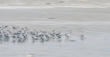 Rennende vogeltjes op het strand van Bep van Pelt- Verkuil