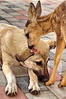 Vriendschap tussen hond en hertenjong