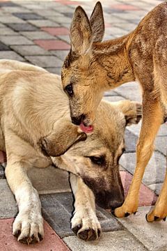 Vriendschap tussen hond en hertenjong van Assia Hiemstra