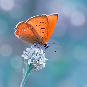 Petit papillon de feu sur Violetta Honkisz