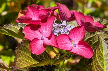 Tuinhortensia (Hydrangea macrophylla)