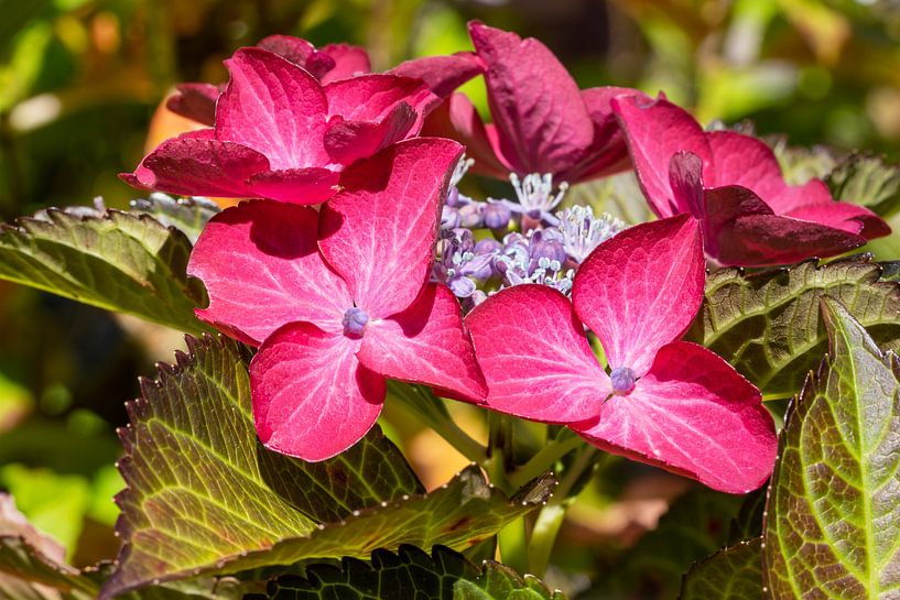 Tuinhortensia (Hydrangea macrophylla) van Alexander Ludwig
