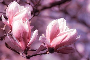 roze bloem macro magnolia met bokeh in de lente van Dieter Walther