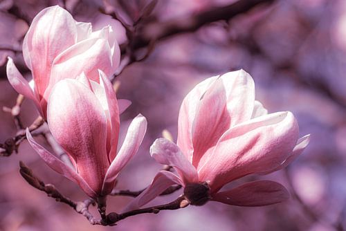 roze bloem macro magnolia met bokeh in de lente
